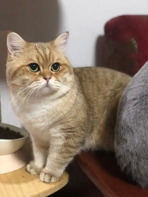 憨憨子爱德华,虎斑金渐层公猫,绸缎皮毛