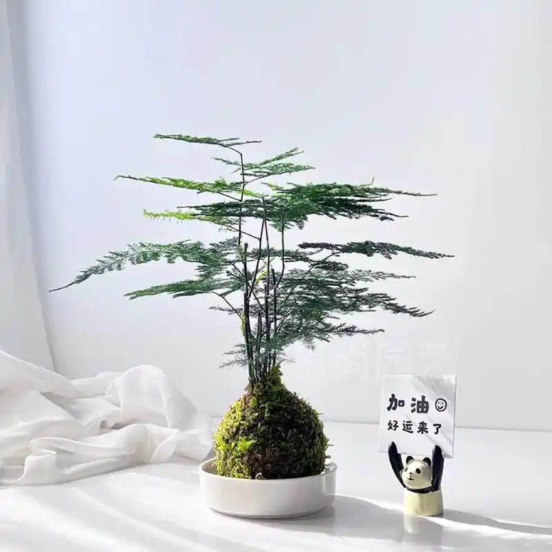 水培文竹|北欧ins室内简约耐阴易养桌摆.文竹,天门冬科天门 - 抖音