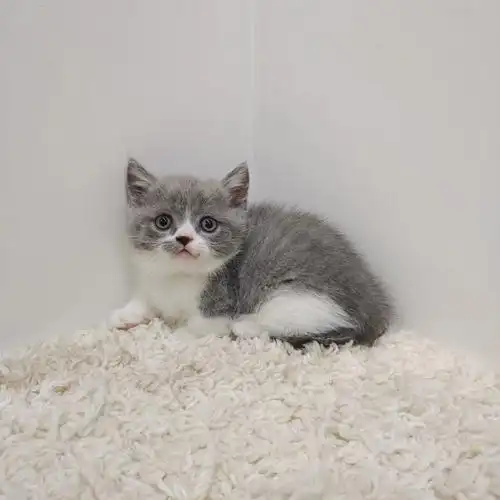 找新家蓝白矮脚弟弟特价1288