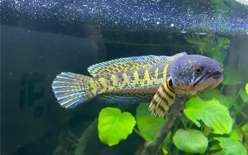 黄金眼镜蛇雷龙_哔哩哔哩_bilibili