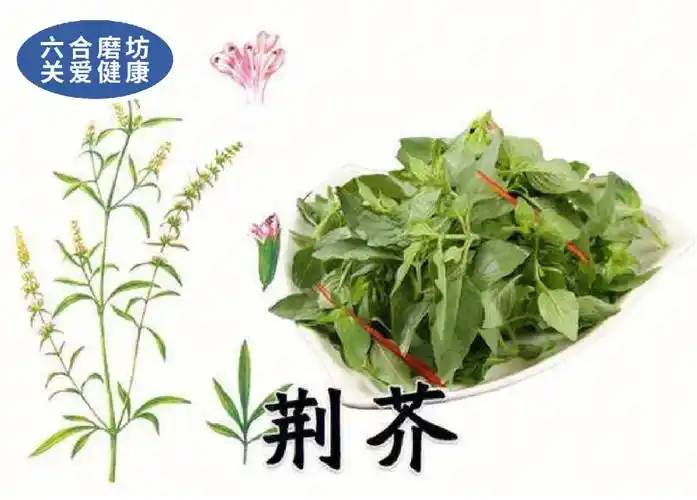 荆芥的功效与作用