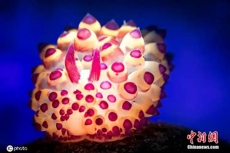 海底世界知多少探秘海底世界的奇妙生物