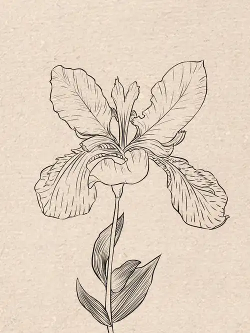 每日一画  #速写打卡  #画画的日常  #鸢尾花  #绘画线条练习  #薯