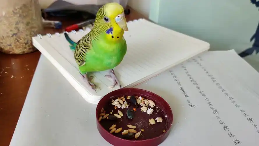 【虎皮鹦鹉】鸟哥一边吃饭一边瞎叫.心情愉快的一天