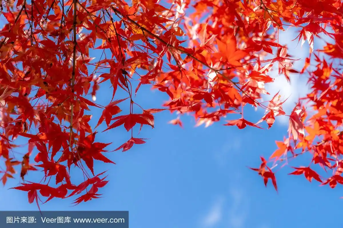 红色的枫叶在风中飘扬,天空湛蓝