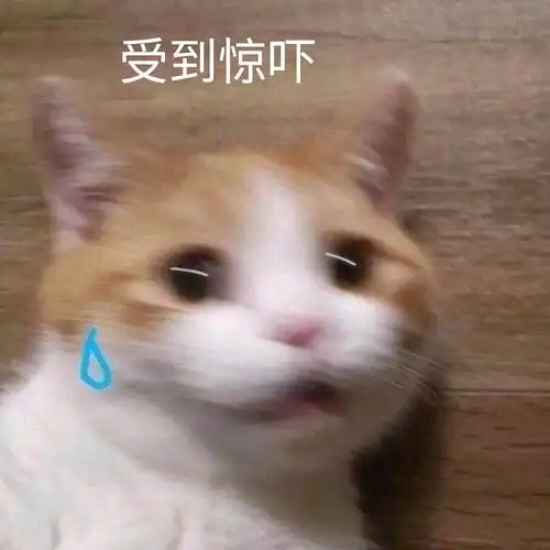 受到惊吓(猫咪)