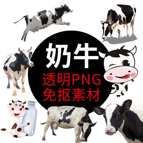 动物黄牛奶牛png格式免抠图照片图片卡通高清透明底元素设计素材