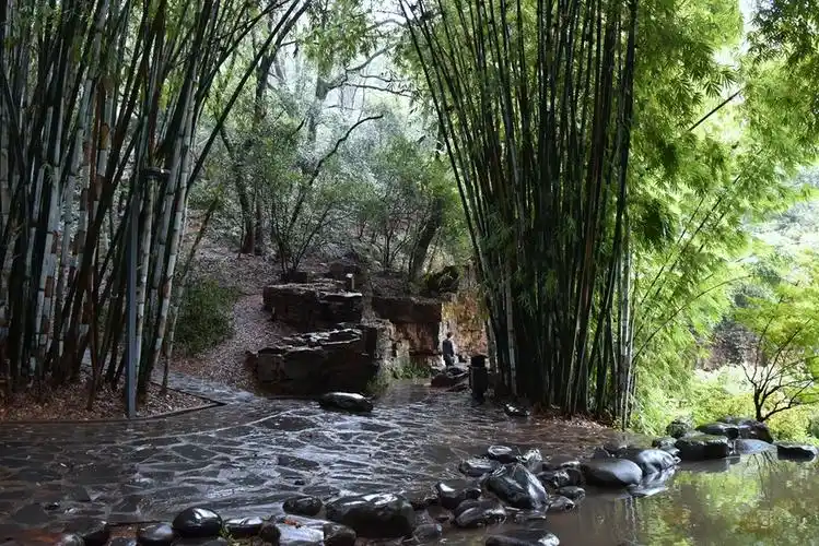 秋雨中的竹林小景(2)