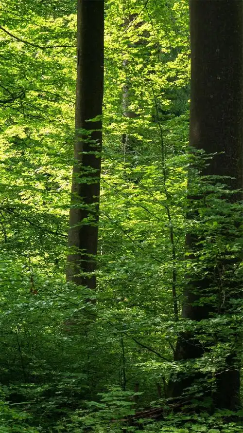 简约干净风景手机壁纸