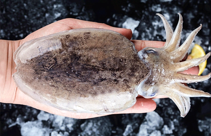 墨鱼的"墨汁"可以吃吗,它有什么营养?看完就明白,涨知识了