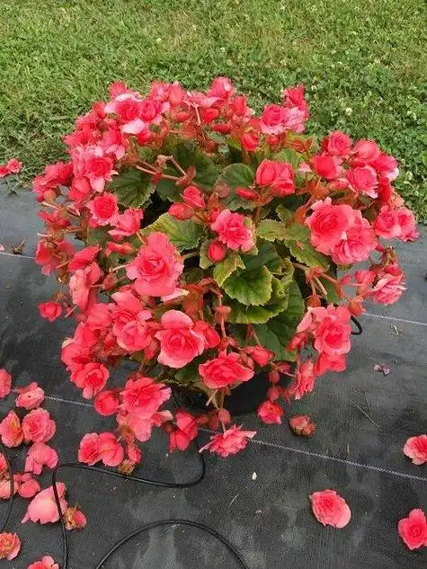 在浩瀚的花卉世界中,寻找那最佳的粉红秋海棠品种,就如同探险家在密林