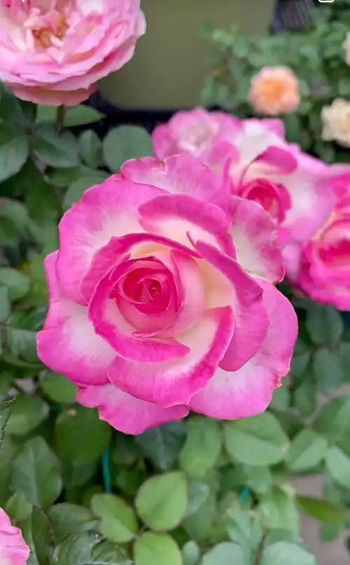 有种月季叫"糖果雪山",颜值超高,多季花开,庭院阳台都能养