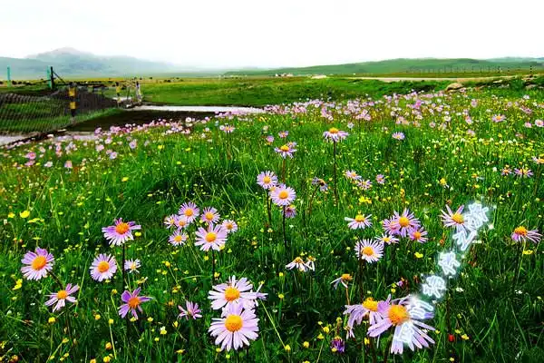 7至8月成都自驾寻花之旅年宝玉则 红原花海 若尔盖花湖旅游攻略及图片