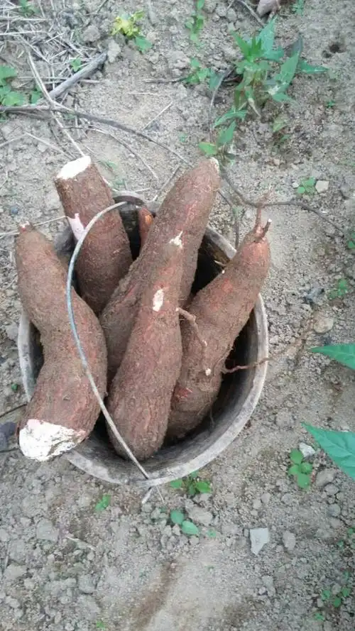 木薯煎饼,还有吗