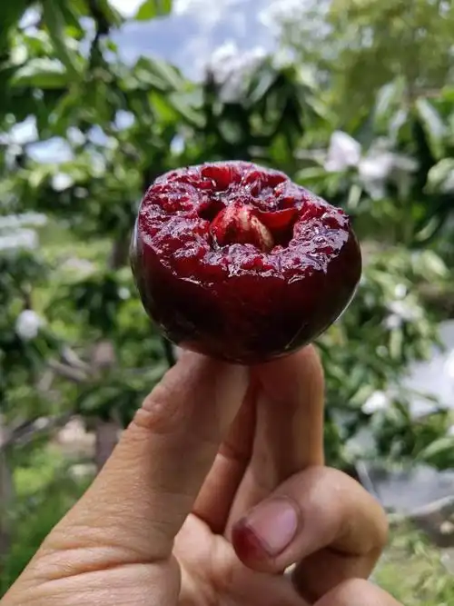 汉源车厘子 绝绝子 物美价廉