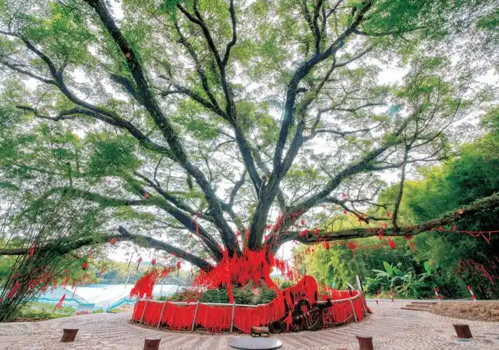 浈江区犁市镇黄竹村榕树王