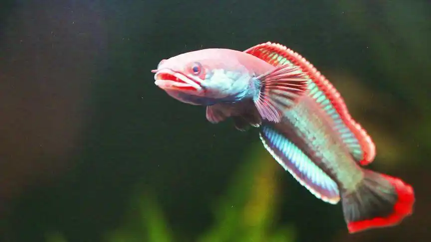 血斑一型雷龙 #雷龙鱼 #血斑雷龙 喂胖了短粗短粗的?