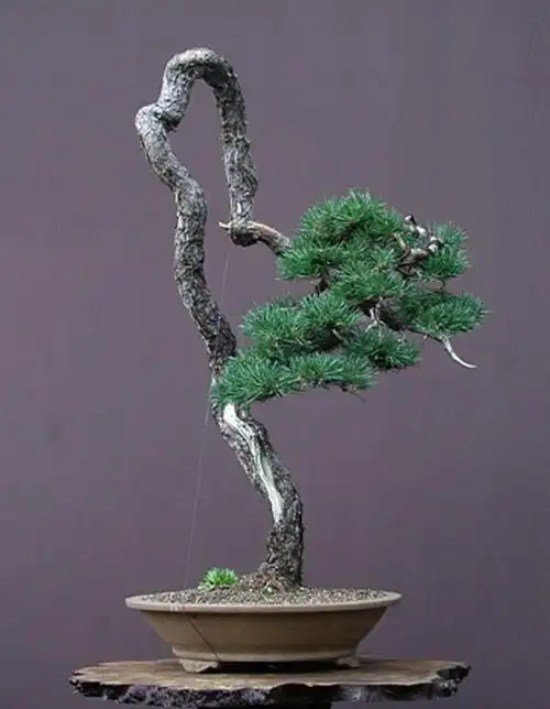 名贵盆景之柏树类 鉴赏 美如画 形如诗 价值不菲