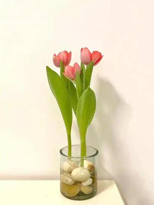 记录美好水培郁金香