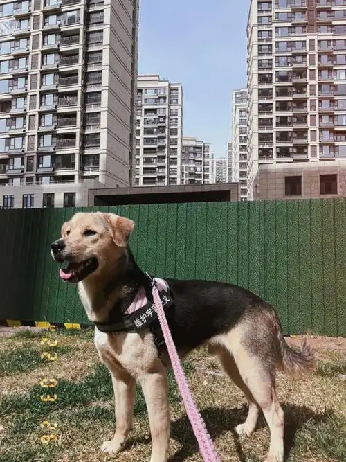 拉布拉多杂毛修狗