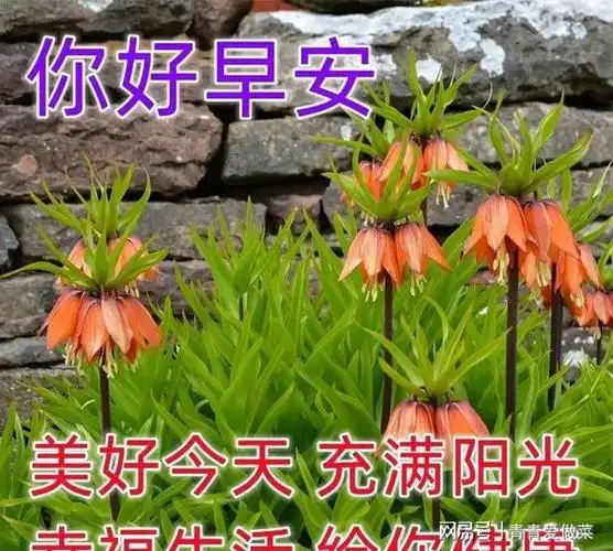 周末最新版早上好的微信表情图片大家早上好表情图片