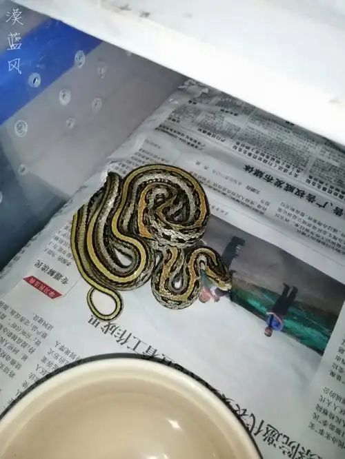 红纹滞卵蛇三线饲养攻略