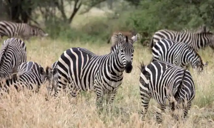 斑马为什么不能骑?