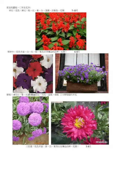 常用花卉一览表
