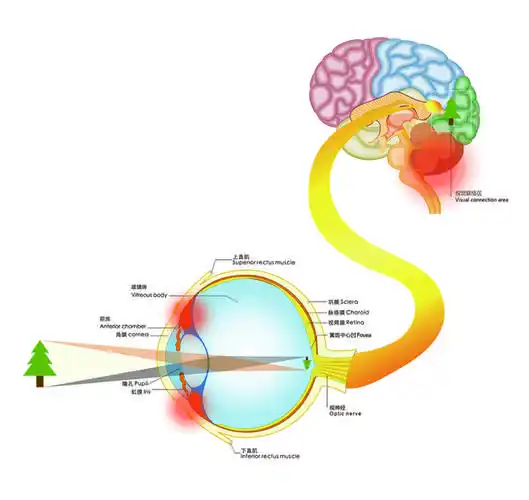 传导_视力_成像