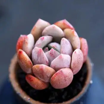 雪锦丸叶控型多肉植物超萌肉肉精品四季阳台小盆栽云南多肉 迷你控型