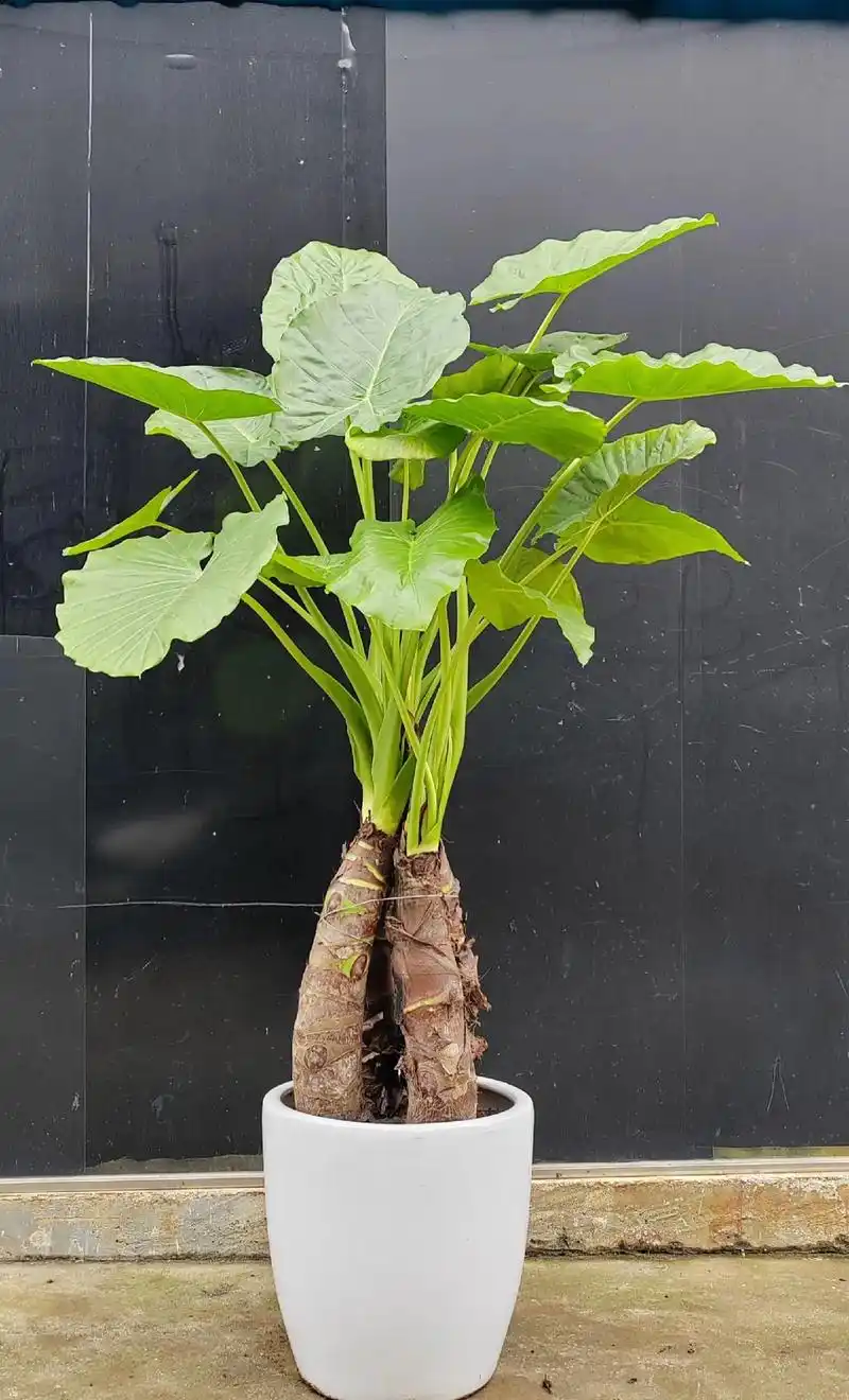 琴叶榕养殖方法琴叶榕是一种常见的室内观叶植物,以下是一些养 - 抖音