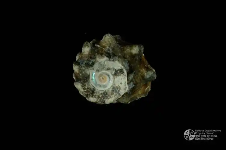 藏品图片:瘤珠螺(编目号 :a0068-6) br>英文名:turbo(lunella)