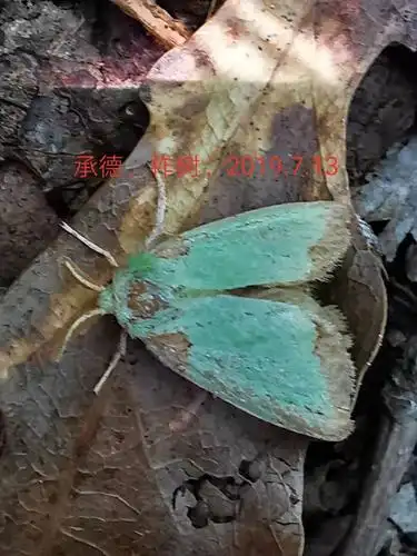双齿绿刺蛾