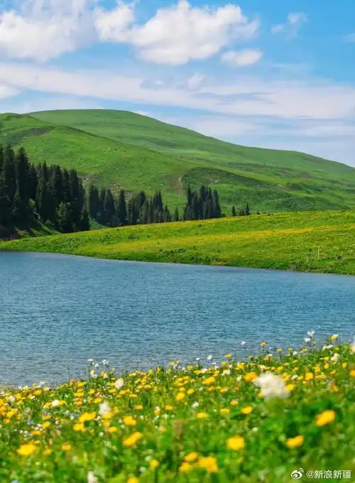 6月的伊犁已经入夏,草原野花也开好了,远处的雪山映衬着  正是最美