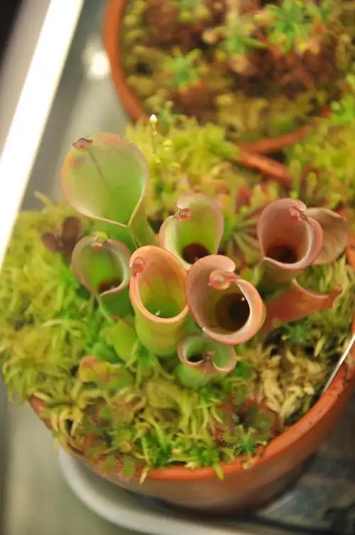 小太阳瓶子草 heliamphora minor