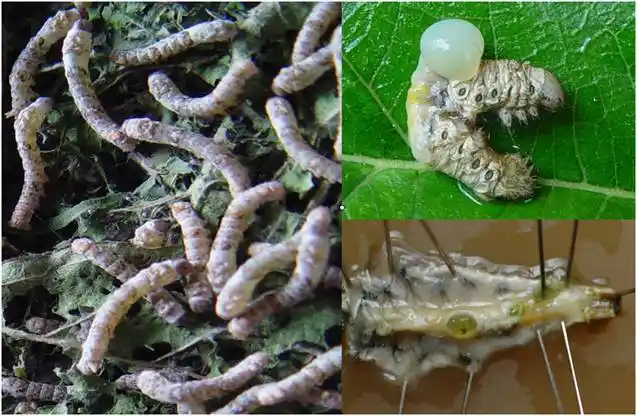 蚕得了黄僵病的样子 蚕得了黄僵病的样子描写