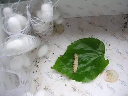 蚕农的噩梦蚕宝宝为什么不结茧了