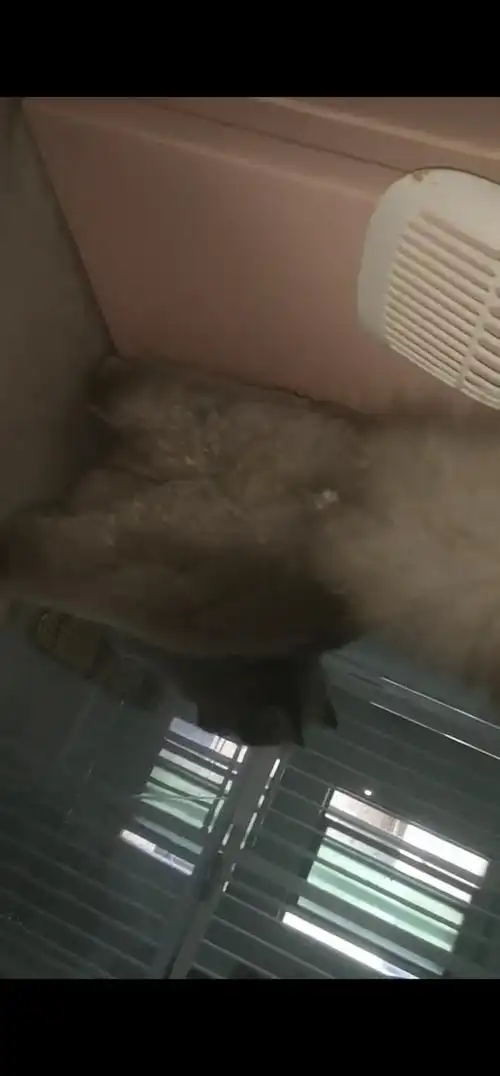 【讨论】大伙们有没有猫咪屁股剃毛后的照片啊