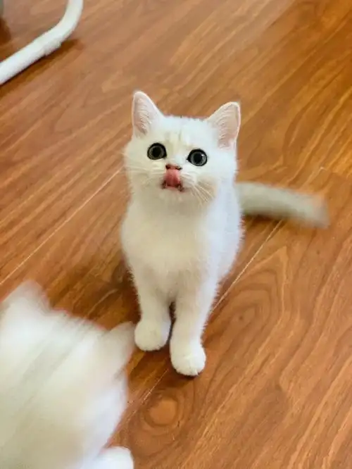 纯种银渐层妹妹最后一只特价了