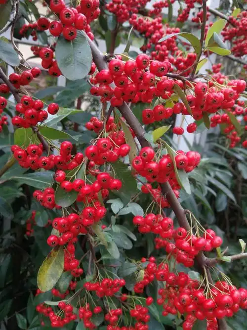 火棘果(火棘果能吃吗)