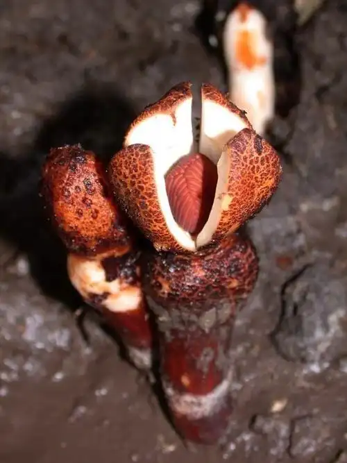 一些寄生植物 1parasitaxus .