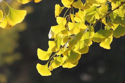 银杏叶披上"黄金甲"点亮天坛深秋