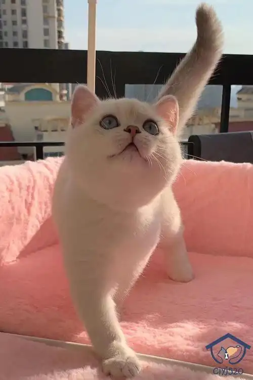 深圳猫舍赛级双血纯种英国短毛猫英短银点弟弟带证书4月龄