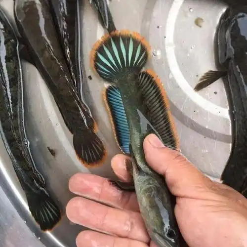 鱼苗58cm一条观赏鱼活体雷龙冷水鱼野生南醴耐养淡水鱼彩虹雷龙鱼带氧