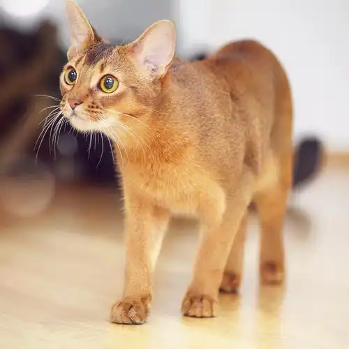 吸猫大会阿比西尼亚猫khaleesi