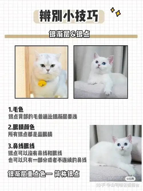 银渐层怎么选怎么区分品质好差银渐层银点区分