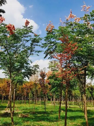 秋天里的栾树
