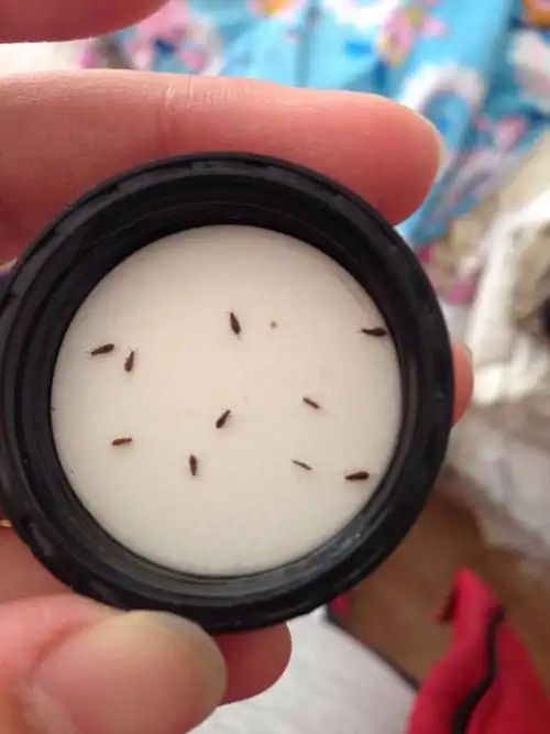 为什么书虱灭不掉?那是你没找到关键!_网易订阅