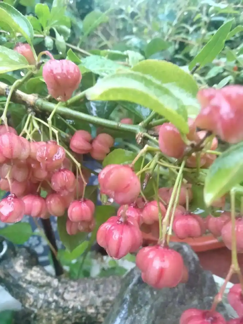 热門97 #卫矛红灯笼 - 抖音