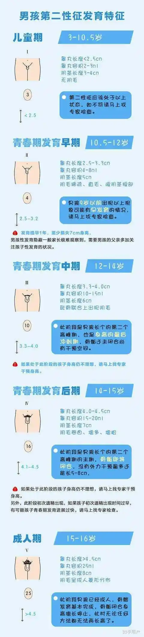 男性各器官发育到什么时候(我国男性那里多长才正常)